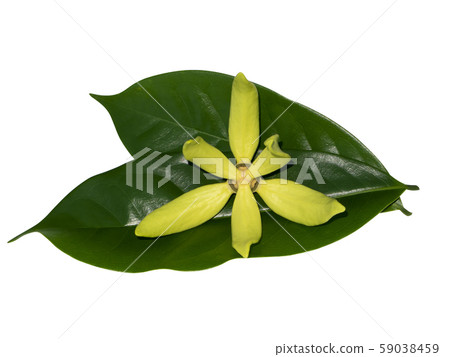 fragrant flowers of climbing ylang-ylang 59038459