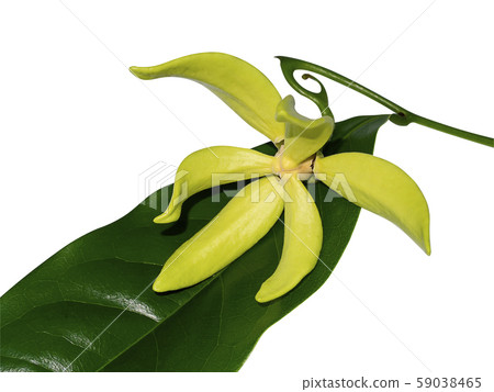 fragrant flowers of climbing ylang-ylang fragrant flowers of climbing ylang-ylang 59038465