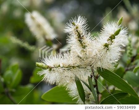 Close up of Melaleuca quinquenervia flower. Close up of Melaleuca quinquenervia flower. 59038499