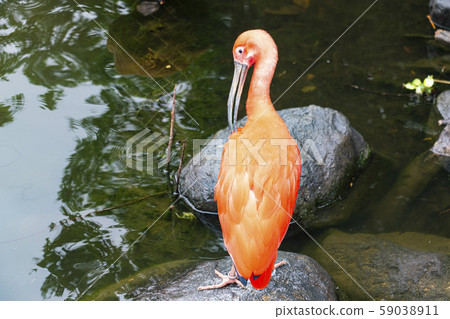 Scarlet ibis 59038911