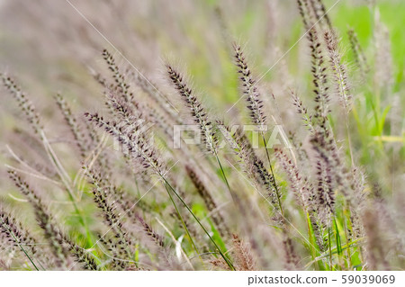 狼尾草 狼尾草 59039069