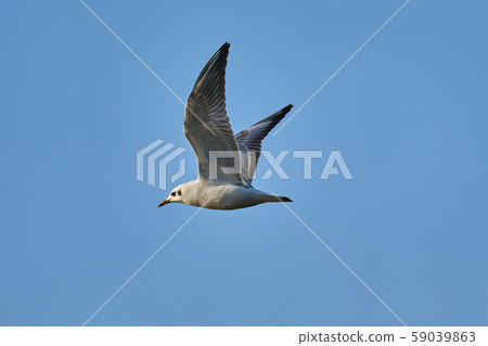 Bird - a young steppe seygul (Larus chachinnans) 59039863