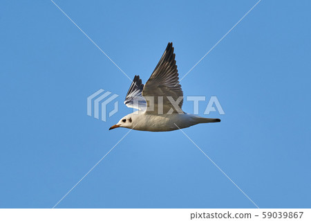 Bird - a young steppe seygul (Larus chachinnans) Bird - a young steppe seygul (Larus chachinnans) 59039867