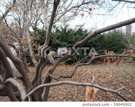 松鼠在樹枝上 59040802