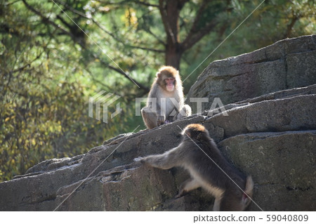 A monkey A monkey 59040809