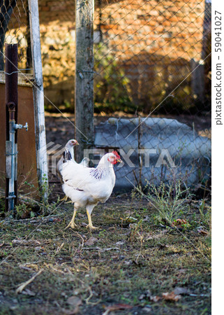 Village chicken in the backyard of country house 59041027