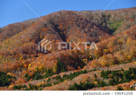 Shooting the scenery of Satoyama's autumn leaves in Atsuzawabe Town in clear weather in Hokkaido 59041208