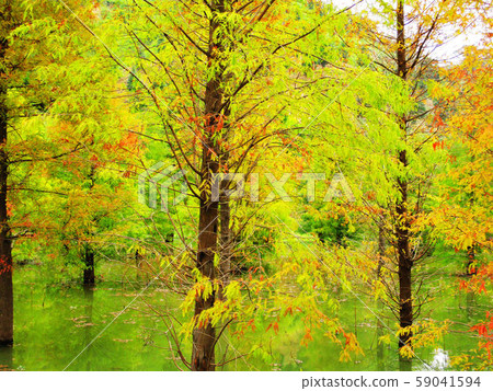 Tree Tree 59041594