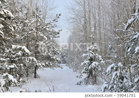 Awesome winter landscape. A snow-covered path among the trees in the wild forest. Awesome winter landscape. A snow-covered path among the trees in the wild forest. 59041781