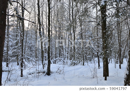 Awesome winter landscape. A snow-covered path among the trees in the wild forest. Awesome winter landscape. A snow-covered path among the trees in the wild forest. 59041797