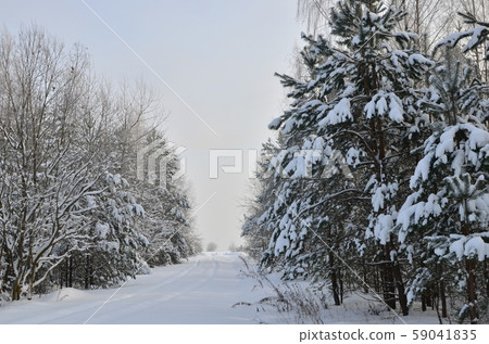 Awesome winter landscape. A snow-covered path among the trees in the wild forest. Awesome winter landscape. A snow-covered path among the trees in the wild forest. 59041835
