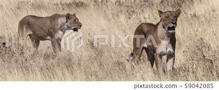 Two Lioness Hunting - Namibia - Africa 59042085