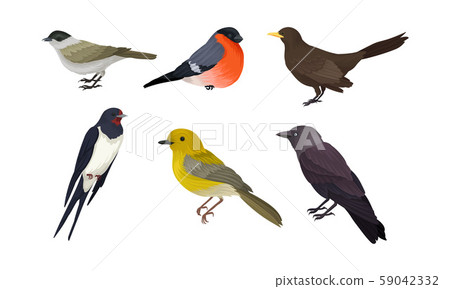 City Birds Vector Isolated On White Background Set City Birds Vector Isolated On White Background Set 59042332