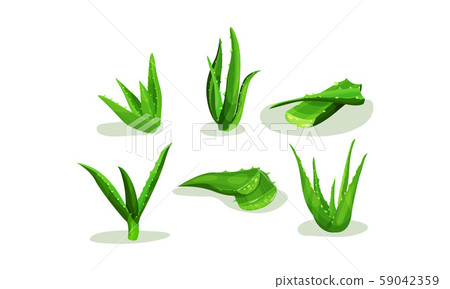 Aloe Vera Plant With Cross Cut Sections Vector Stock