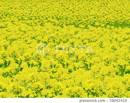 一邊強姦開花 一邊強姦開花 59042420