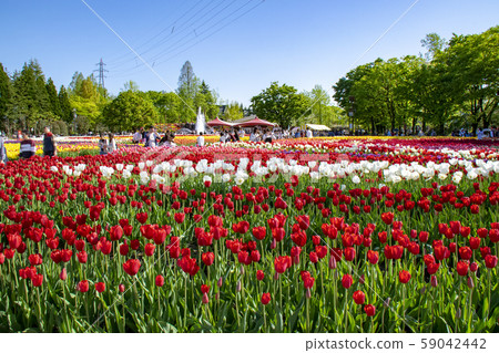 Tulip field red white 59042442
