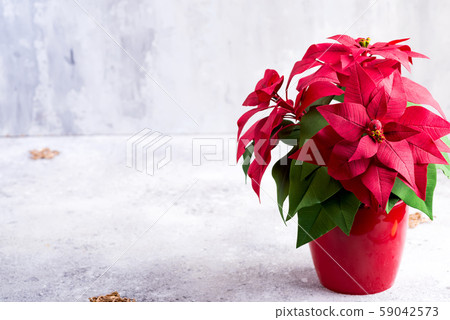 Red poinsettia christmas plant on a stone gray Red poinsettia christmas plant on a stone gray 59042573