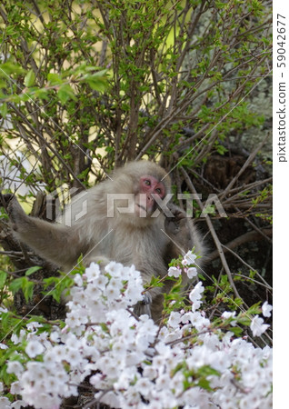 Japanese macaques 59042677