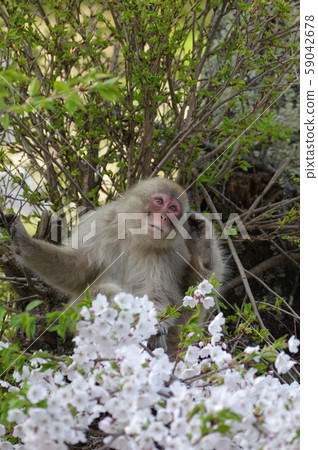 Japanese macaques 59042678