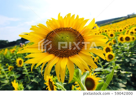 Summer flower sunflower 59042800