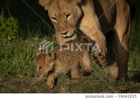 Close-up of lioness trying to trip cub 59042855