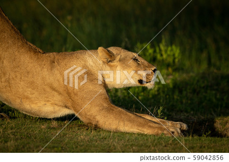 Close-up of lioness stretching in golden light 59042856