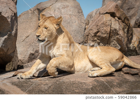 Close-up of lioness lying down on rocks 59042866