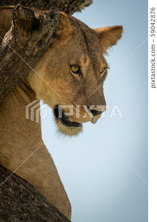 Close-up of lioness looking down from tree Close-up of lioness looking down from tree 59042876