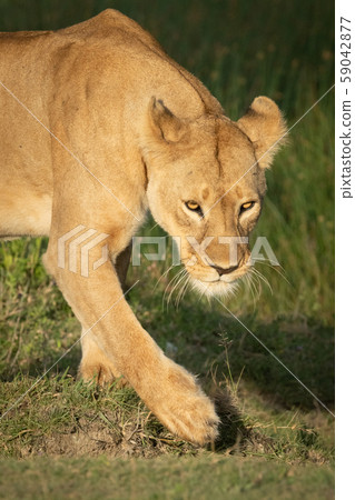Close-up of lioness lifting paw while walking Close-up of lioness lifting paw while walking 59042877