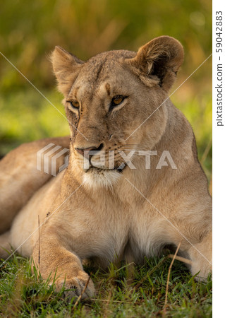 Close-up of lioness in grass looking left Close-up of lioness in grass looking left 59042883