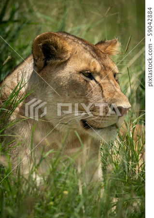 Close-up of lioness head in long grass Close-up of lioness head in long grass 59042884