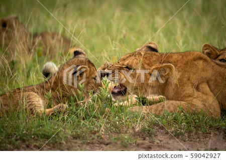 Close-up of lion cub slapping older one 59042927