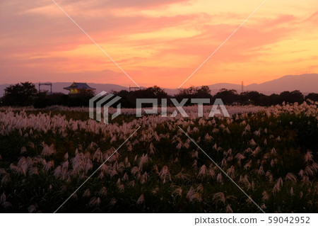 Evening view of Suzakumon and Japanese pampas grass (Hokuji Temple, Nara City) 59042952