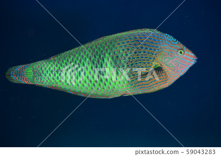 Canocovera的男性 Canocovera的男性 59043283