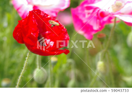 Poppy Poppy 59043733