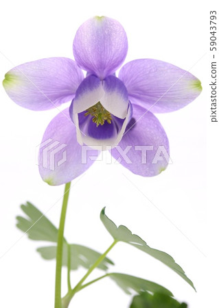 Miyama Odamaki Aoka white background 59043793