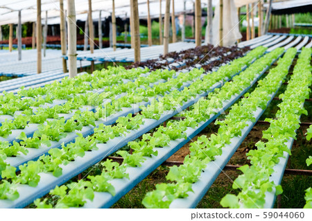 vegetable farm 59044060