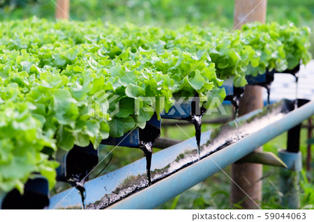 vegetable farm 59044063