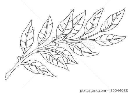 Botanical illustration branch Line sketch Botanical illustration branch Line sketch 59044088