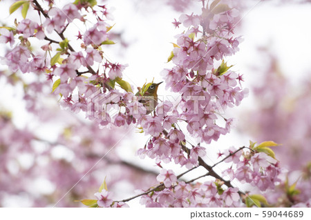 Sakura and mezzo 59044689