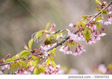 Sakura and mezzo 59044702