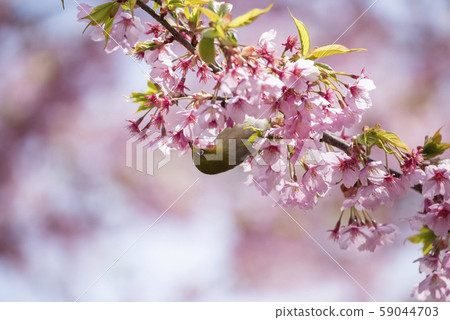 Sakura and mezzo 59044703