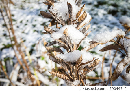 Dry seeds of lupines with snow Dry seeds of lupines with snow 59044741
