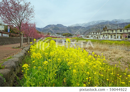  強姦開花櫻花 59044922