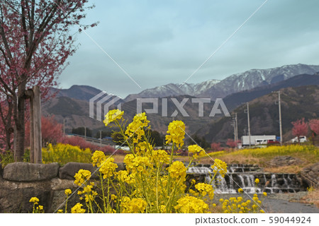  強姦開花櫻花 59044924