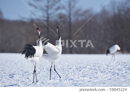 Tancho crane squealing (Tsurui, Hokkaido) 59045224