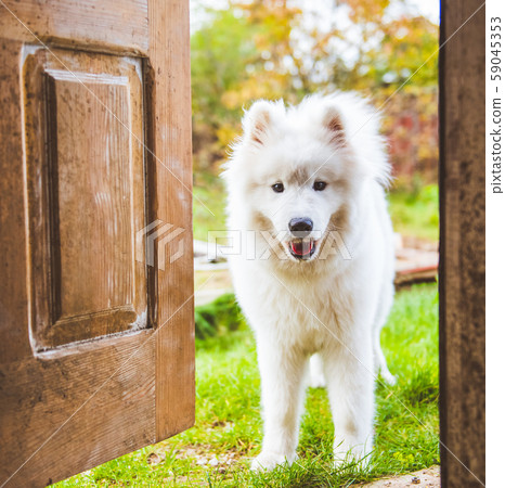 Samoyed dog at the door at home watching the house Samoyed dog at the door at home watching the house 59045353