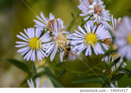 A bee on a flower A bee on a flower 59045417