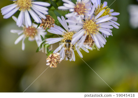 A bee on a flower 59045418