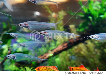 Translucent Glass Cat Aquarium Aquarium Transparent Transparent Skeleton Bone Translucent Glass Cat Aquarium Aquarium Transparent Transparent Skeleton Bone 59045664
